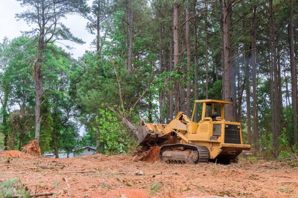 Cost of Forestry Clearing in Livermore