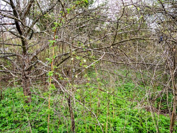 Underbrush Clearing in Livermore