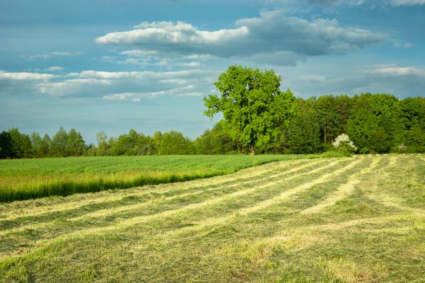 Cost of Vegetation Removal in Livermore