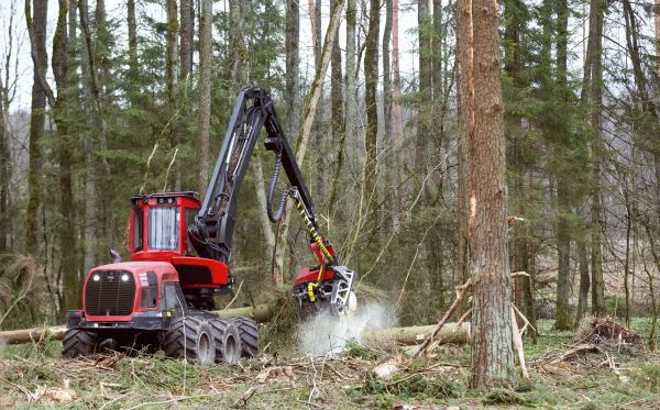 Cost of Forest Clearance Service in Livermore