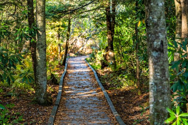Cost of Trail Clearing in Livermore